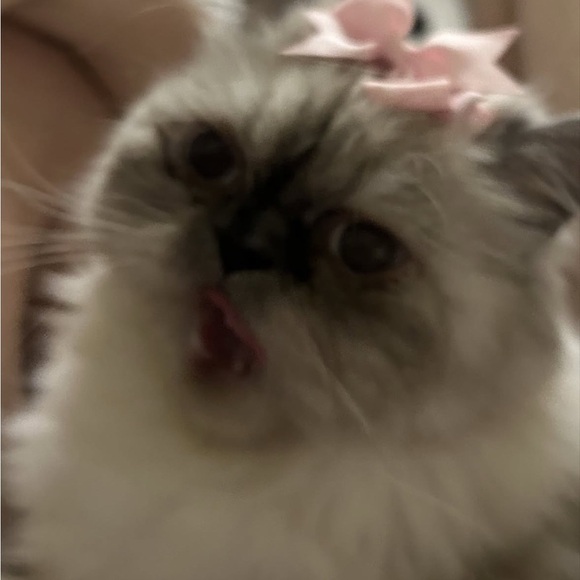 Jewelry - Silly Willy Earrings